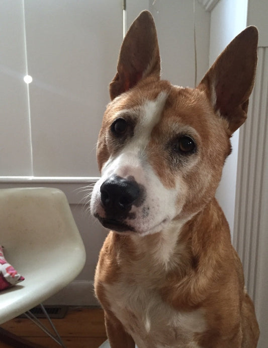 Tulip Pearl: 2/14/04 - 5/18/16